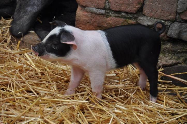 Whitespots Ark Farm piglet