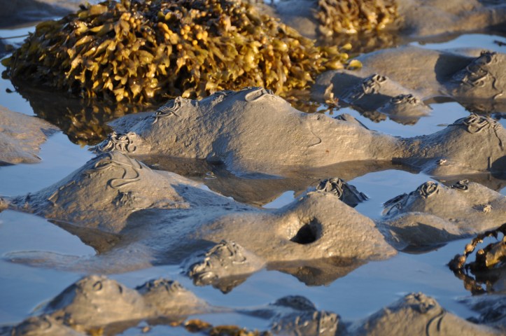 23-3-87-7 seaweed mud wormcasts