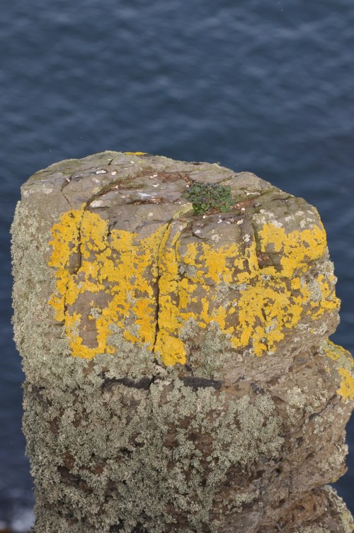 causeway coast pillar