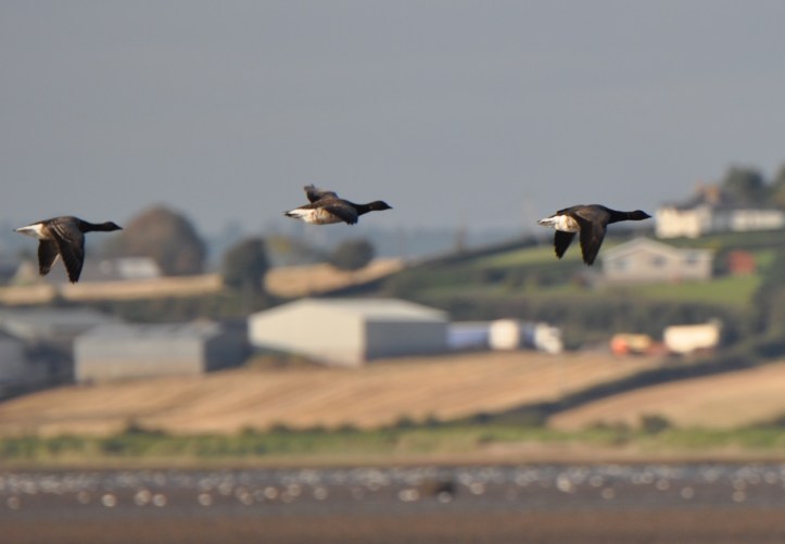 Geese flying at Ballyreagh - crop