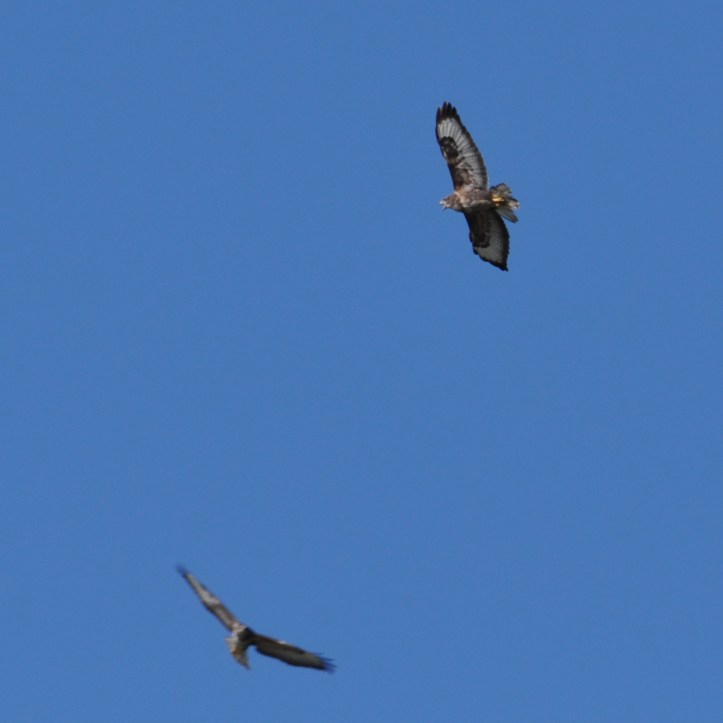Quarterland buzzards (1)