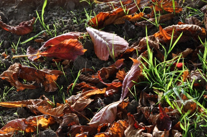 autumn leaves Ballynichol