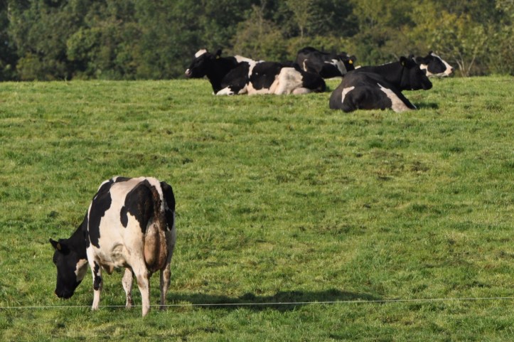 Ballynichol cows