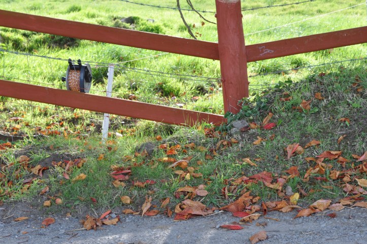 Ballynichol red fence