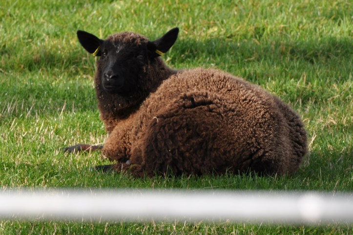 Ballynichol sheep through gate