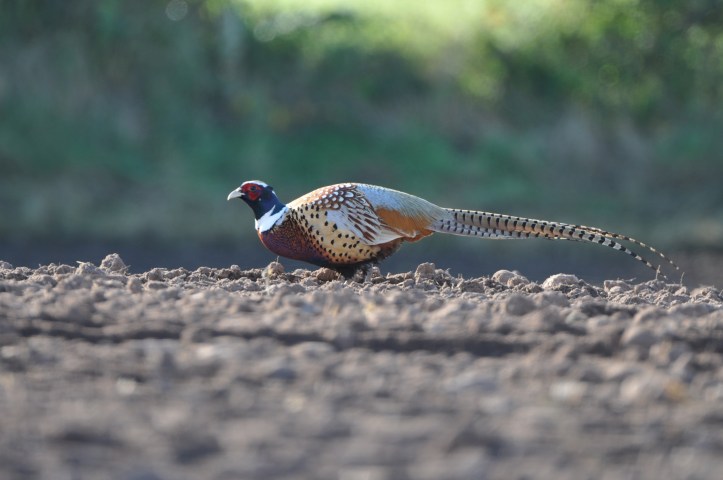 Craigboy pheasant long tail