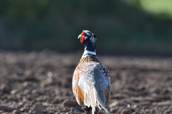 Craigboy pheasant