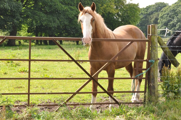 Ballyvarnet horses and gate