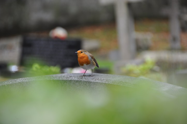 Gravestone robin Killysuggan