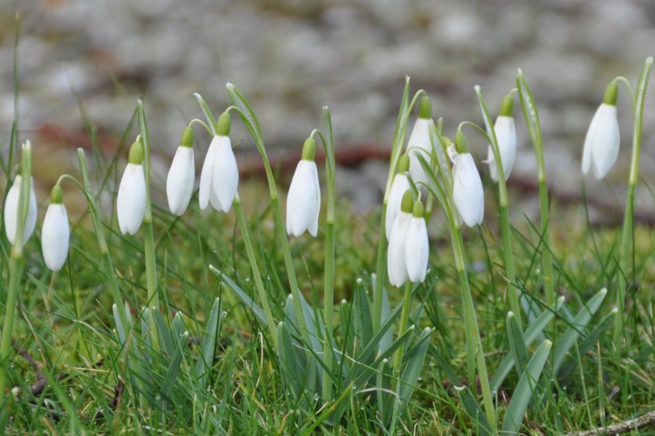 Snowdrops in Ballylesson (1)