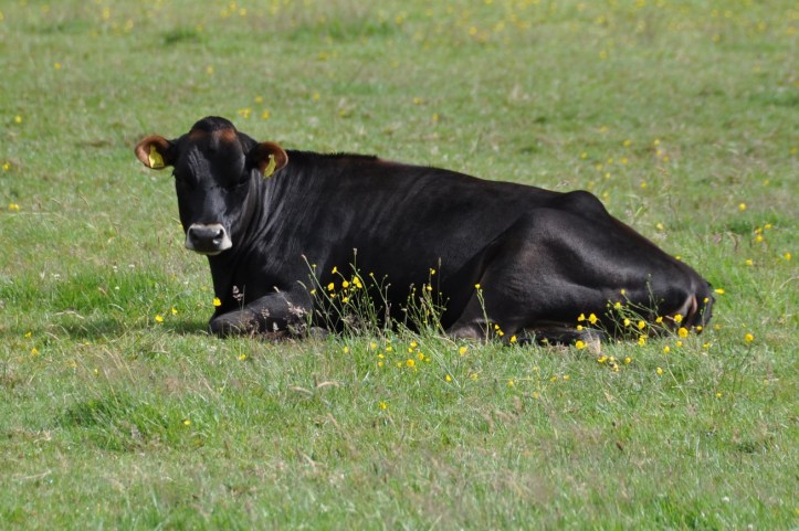 Clandeboye cattle sitting down