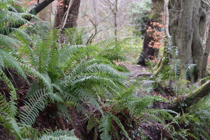 Redburn Country Park ferns