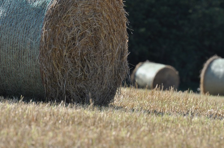 Bales in Craigarusky