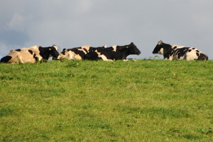 Ballybunden cows