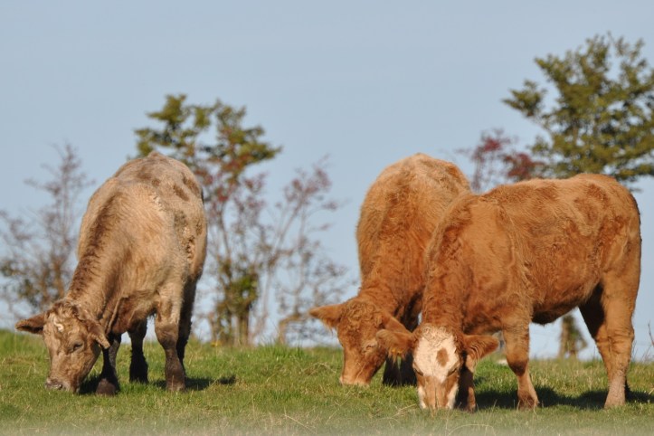 Ballyfrenis cows