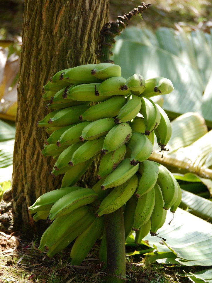 Cut Bananas Jan13 (1)