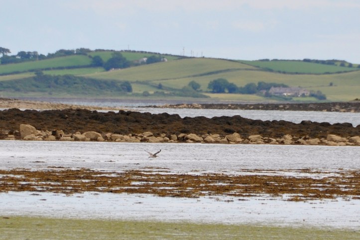 Reagh Island curlew