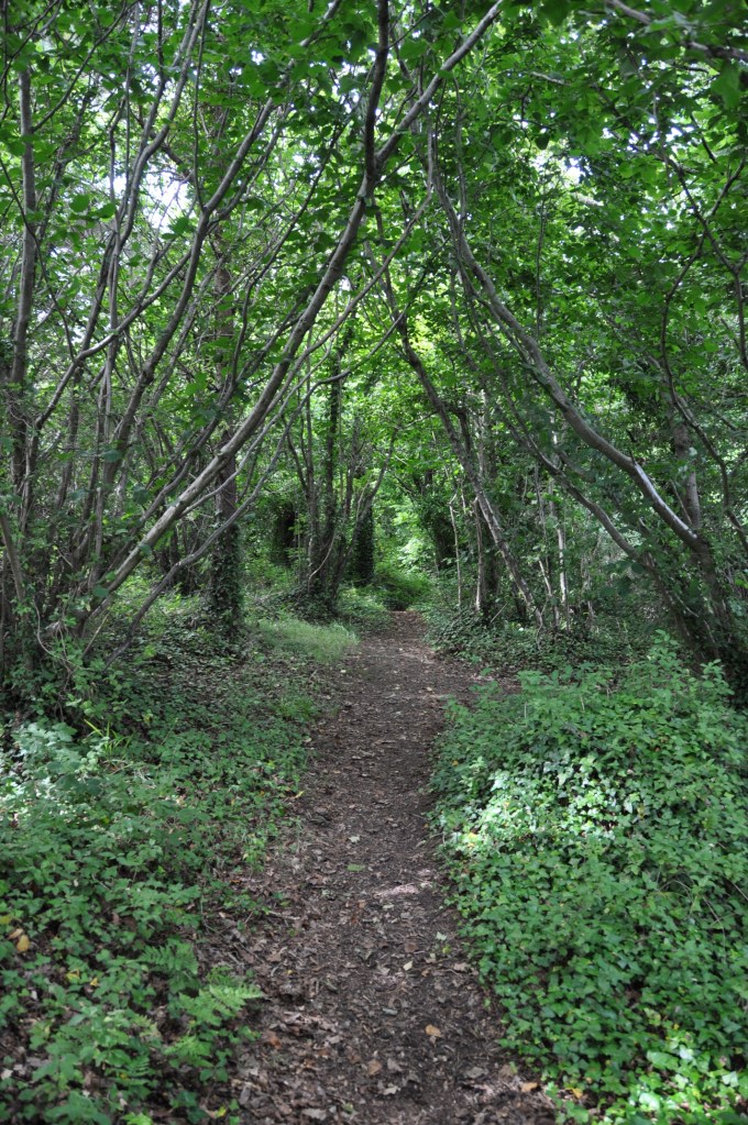 Reagh Island woodland path