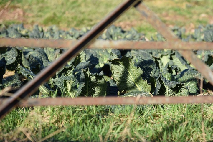 Tullynagee vegetables