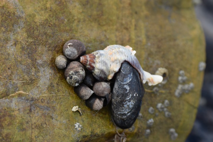 Ballymenagh shells on rock
