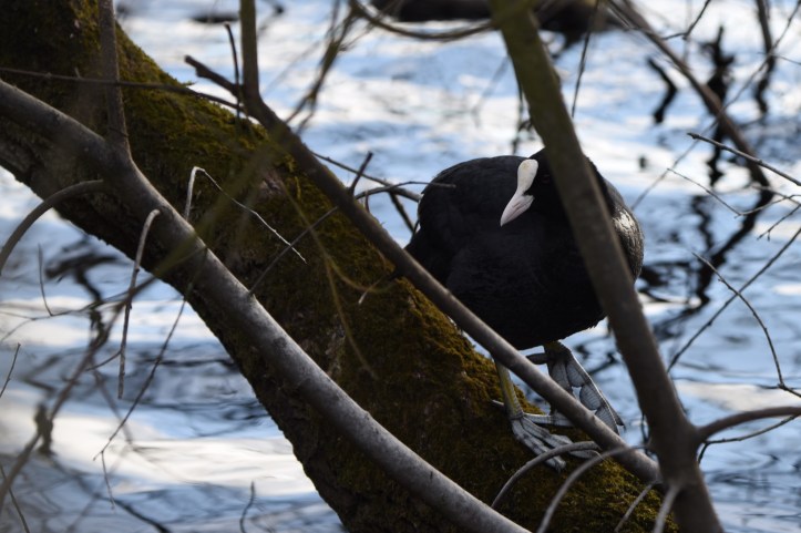 Coot in Clea Lakes from Tullyveery