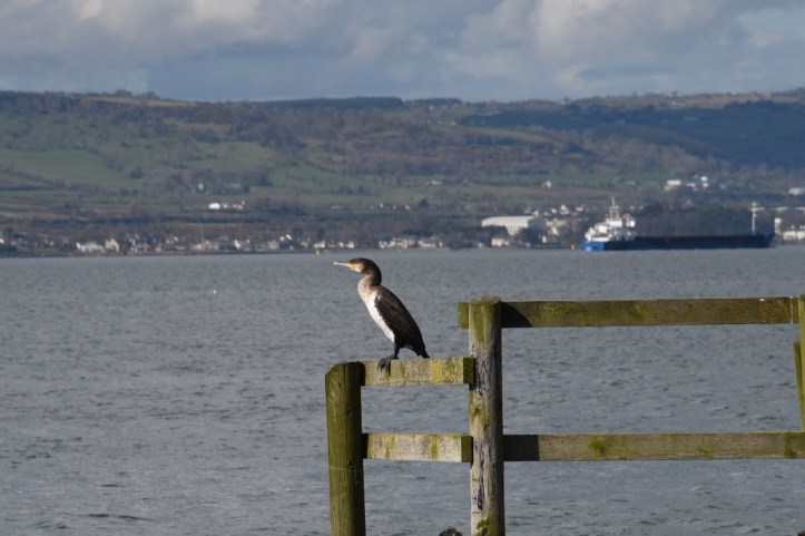 cormorant at Holywood