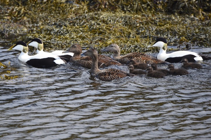 Ringneill eiders