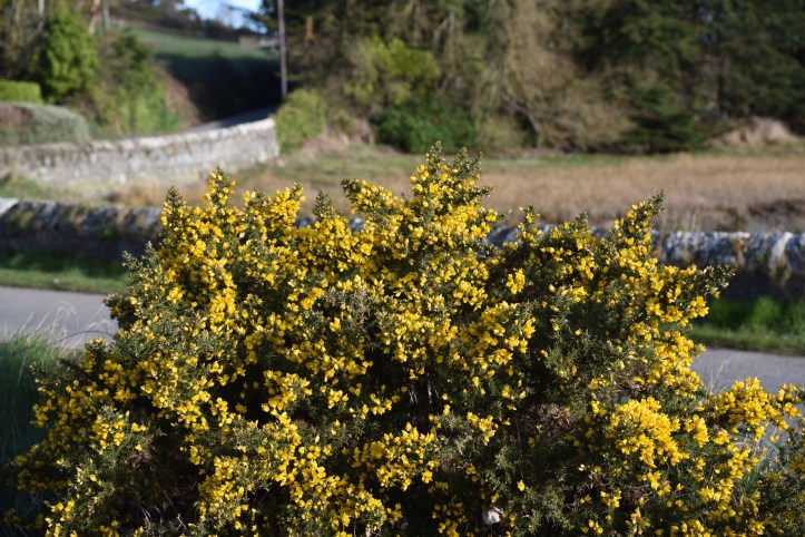 Tullynakill gorse