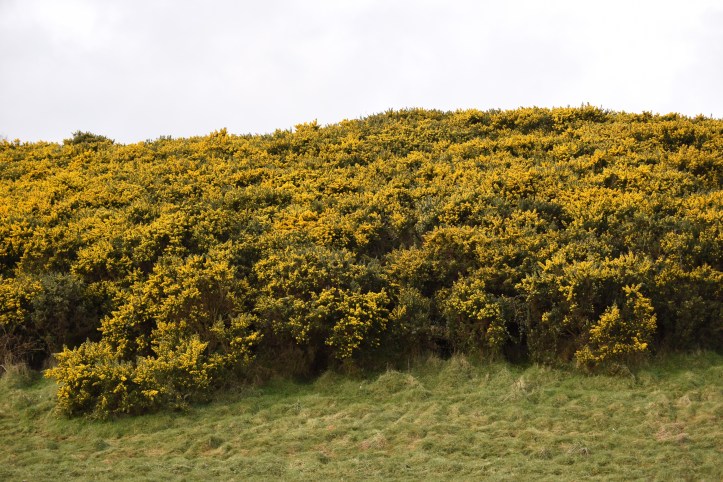Tullyveery gorse