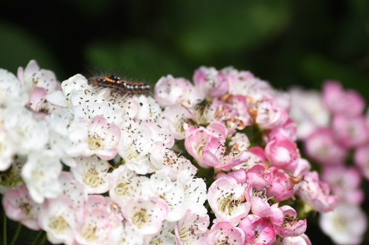 Gregstown caterpillar