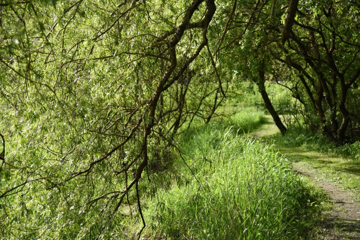 Quoile riverside path