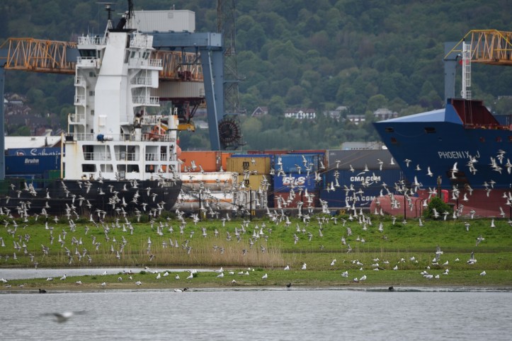RSPBNI WOW and ships