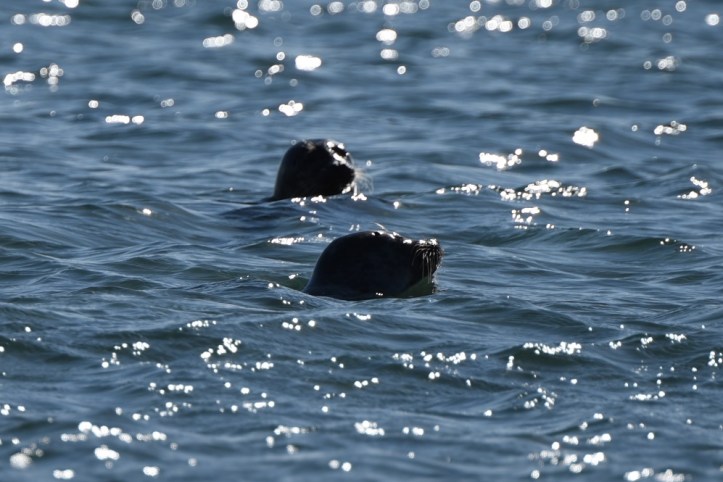 Two more seals at Ballywalter
