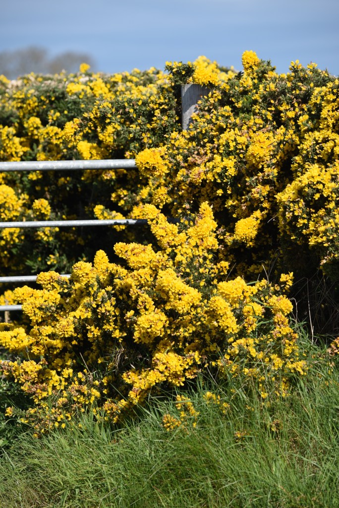 Whitechurch gorse gate