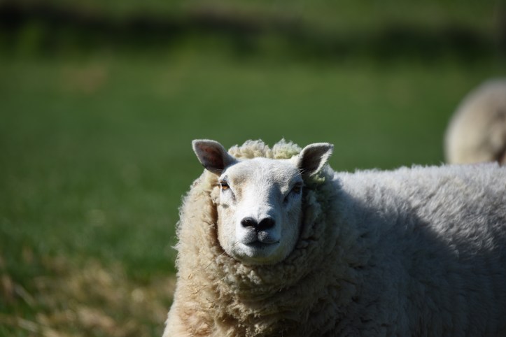 Whitechurch sheep