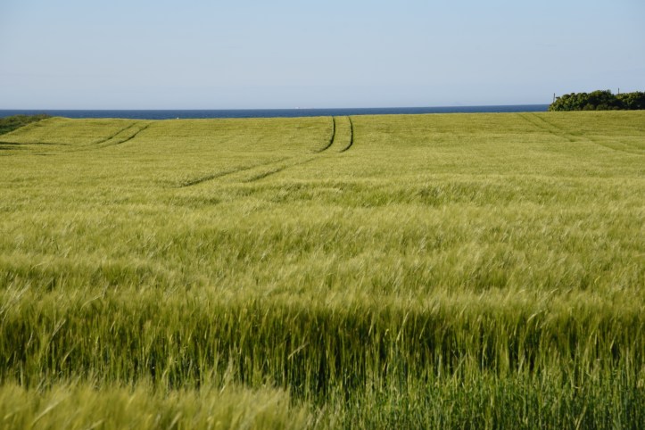 Ballymacormick field