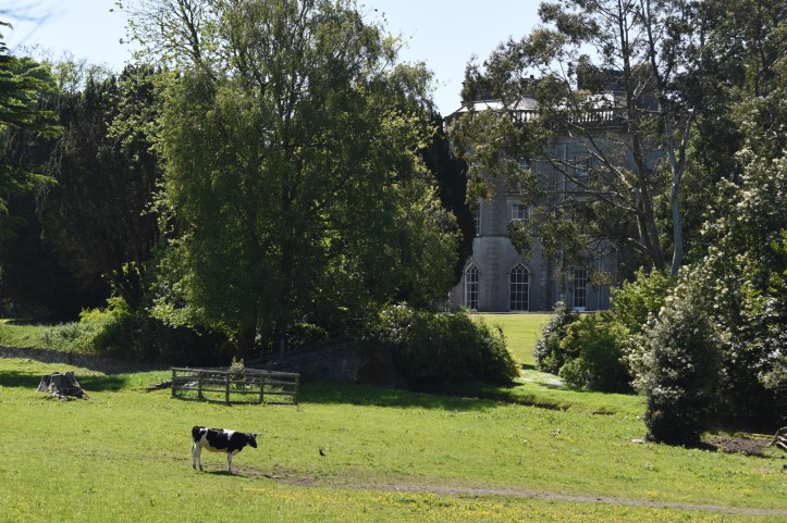 Rosemount House from Abbey with cow