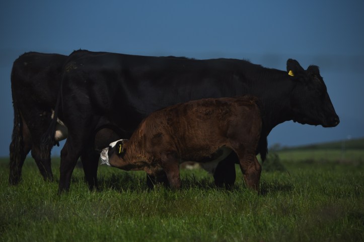 Kearney suckling calf