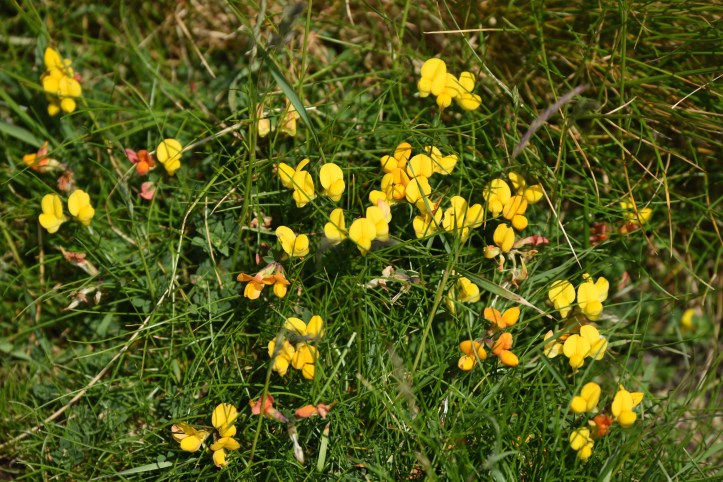 Knockinelder flowers