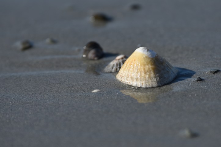 Milliin Bay shell in Keentagh