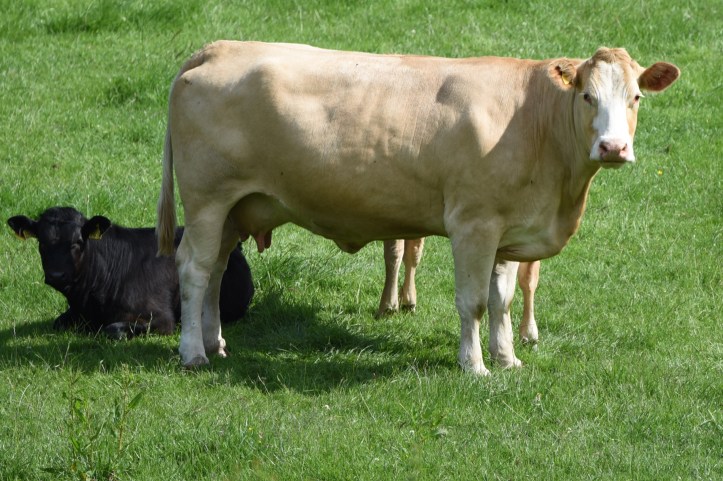 Tullyveery cows