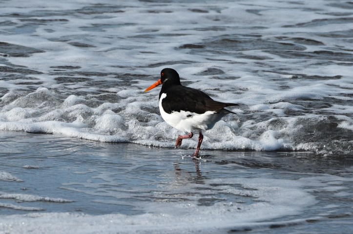 oystercatcher-tiptoes