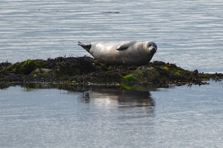 portaferry-seal