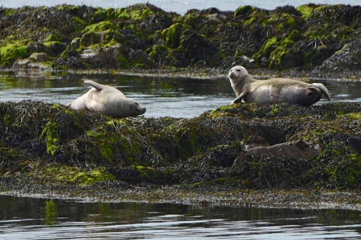 seals-two-on-rocks-messing