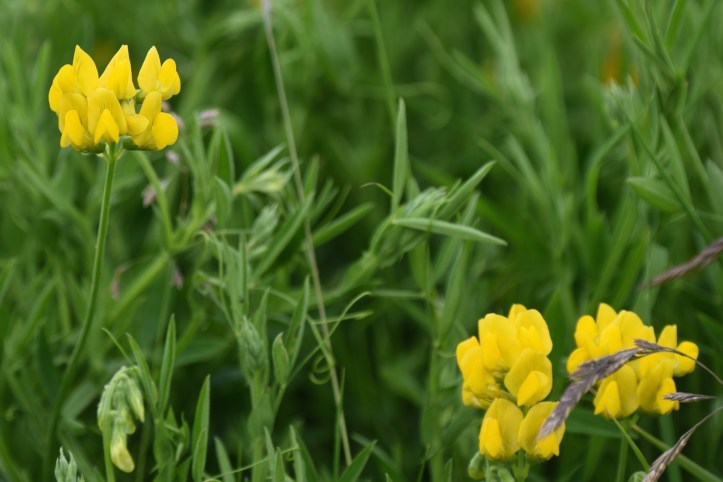 sheepland-coast-birds-foot-trefoils