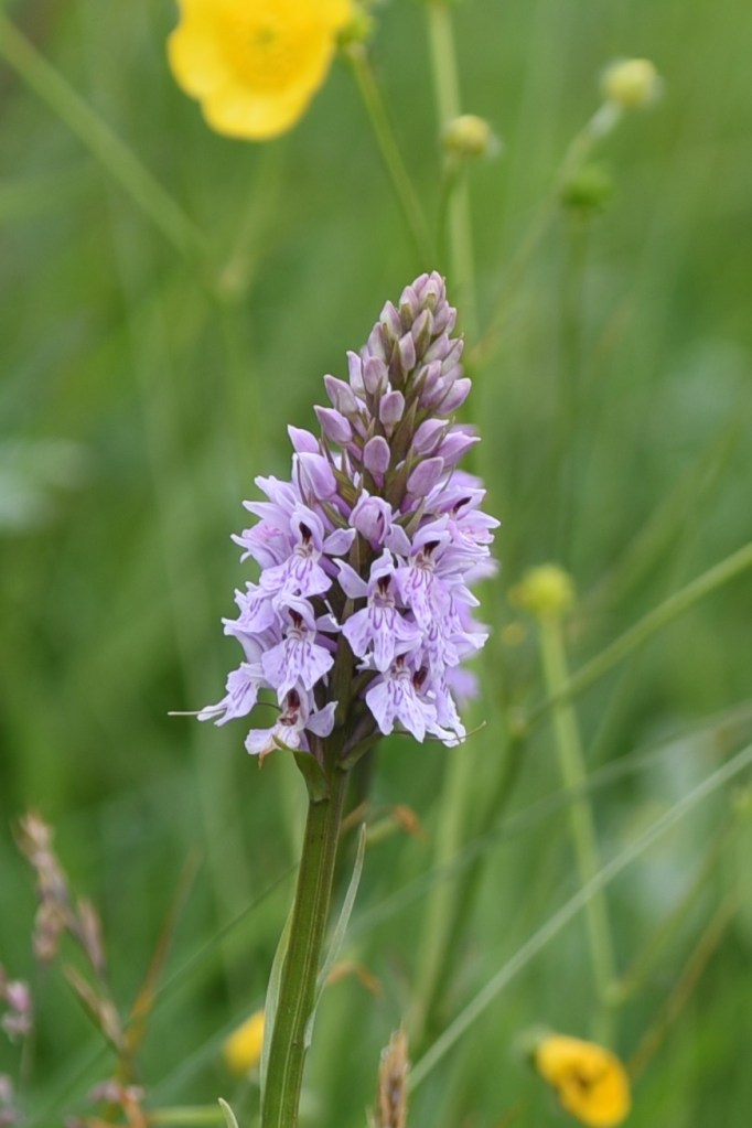 sheepland-coast-orchid