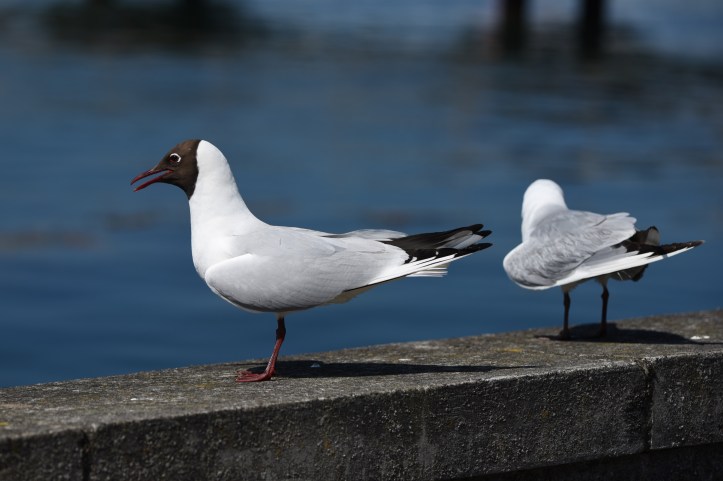 black-headed-gulls-portaferry