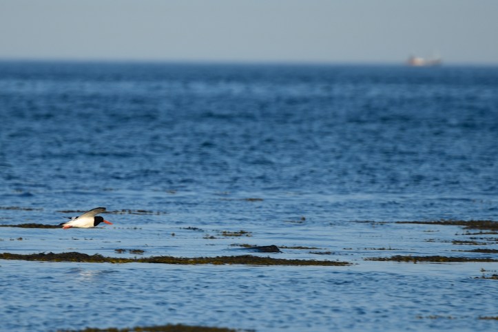 drumfad-bay-oystercatcher
